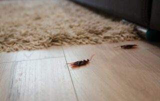 Two earwigs on a wooden floor near a textured rug.