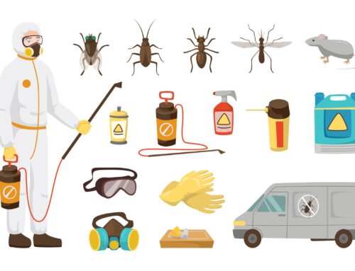 5 Ways to Proactively Prevent Pests from Infesting Your Home