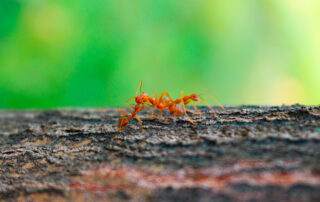 Two red ants meeting on a tree, forming a vibrant connection against a blurred green background.