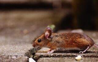 rodent control services -Athens, GA