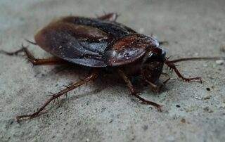 Close-up of a brown cockroach on a concrete surface, showcasing its detailed features and texture.