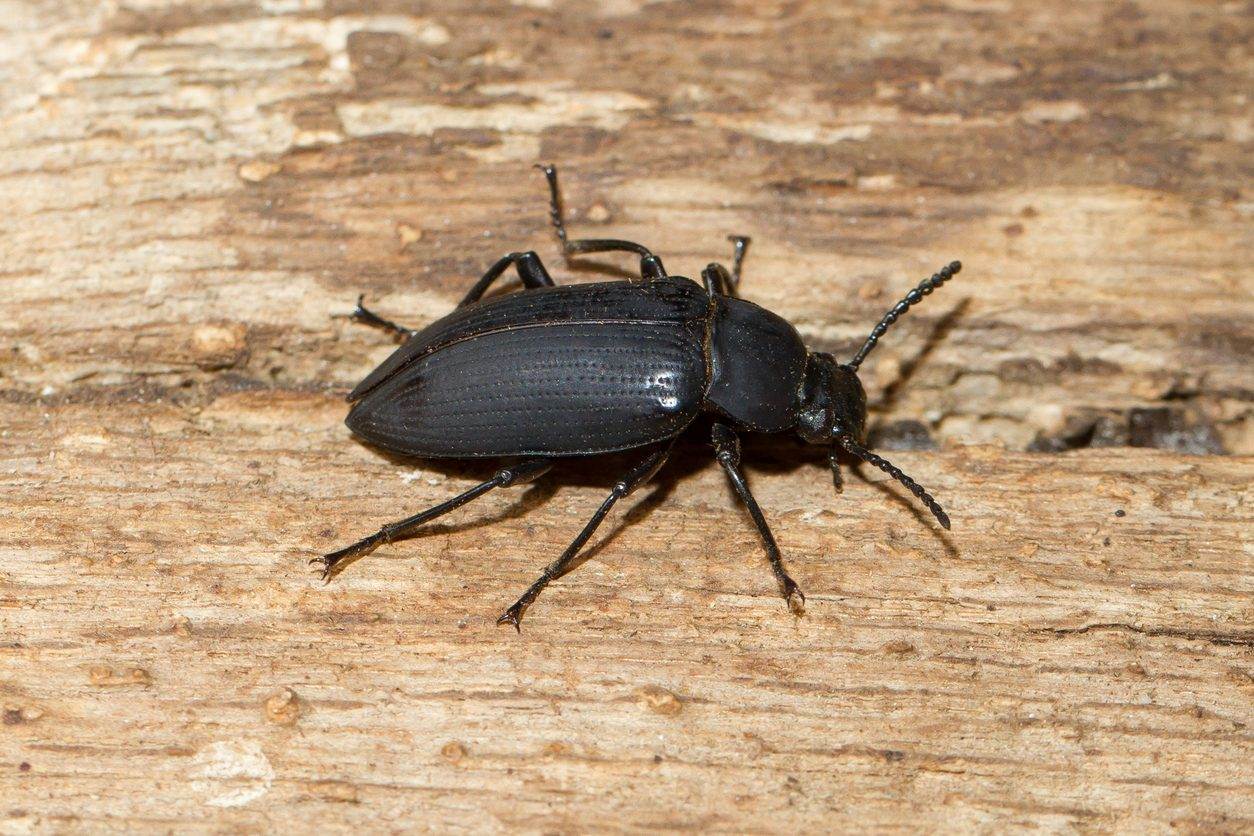 Black beetle on wooden surface