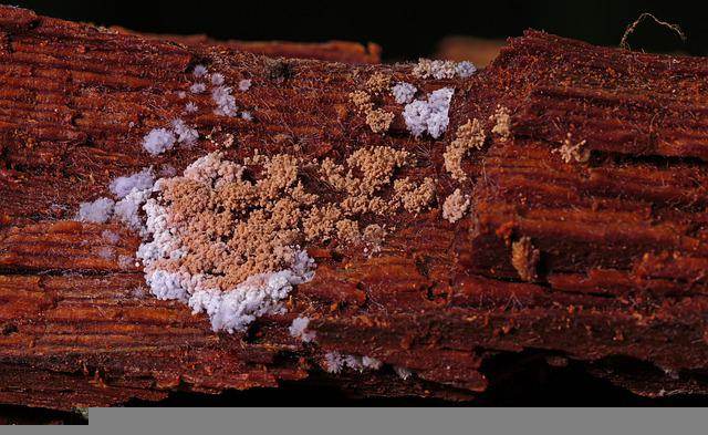 Wood Decay Fungus