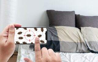 how to get rid of bed bugs at home