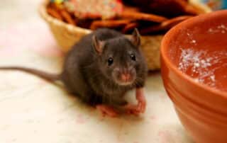 rat eating food - rat exterminator in Athens GA