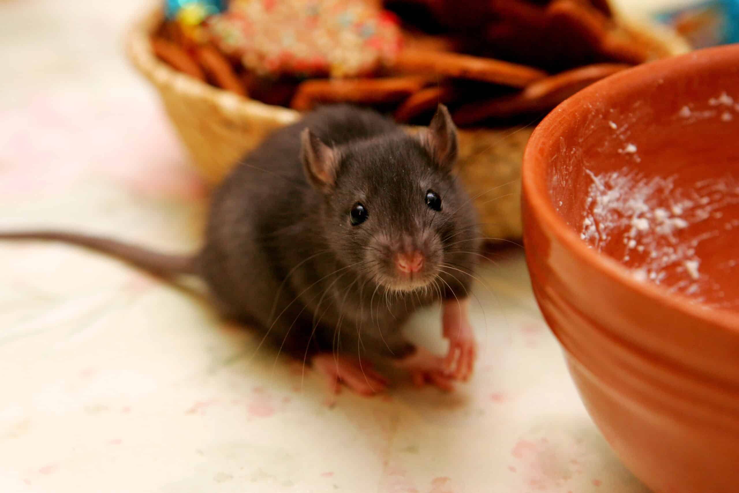 rat eating food - rat exterminator in Athens GA