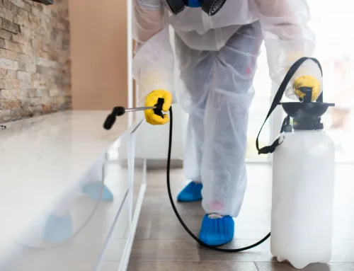 5 Signs It May Be Time for a Termite Inspection