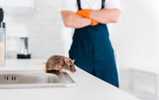 Small rat near a kitchen sink with a person in the background wearing orange gloves and blue overalls.
