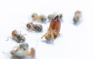 Close-up of various dead insects on a white surface.