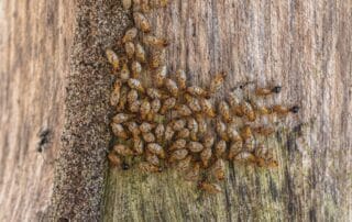 Termites clustered on damaged wooden plank