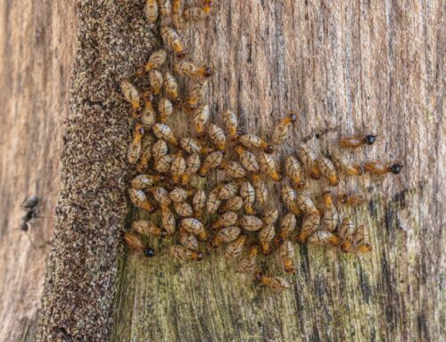 How To Detect, Prevent, and Eliminate Termites Before They Destroy Your Home