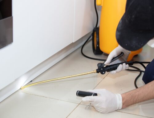 One Infestation Away: Why General Pest Control Isn’t Enough For Termites