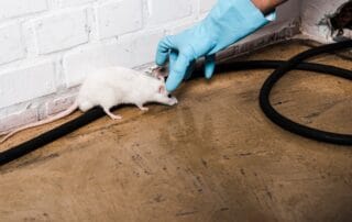 Gloved hand holding white rat on floor
