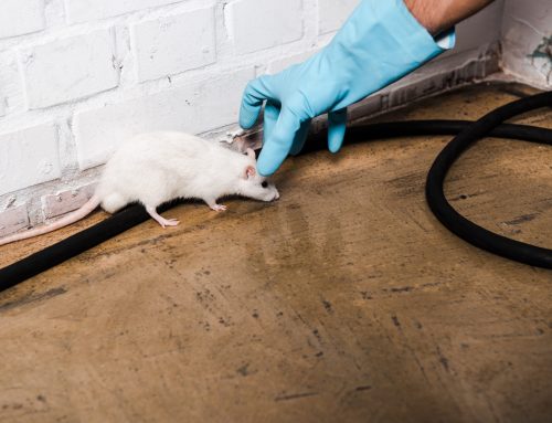 The Hidden Dangers of DIY Mouse Control (And What to Do Instead)