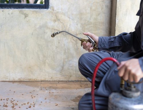 Choosing a Termite Control Service Near You: What Really Matters?