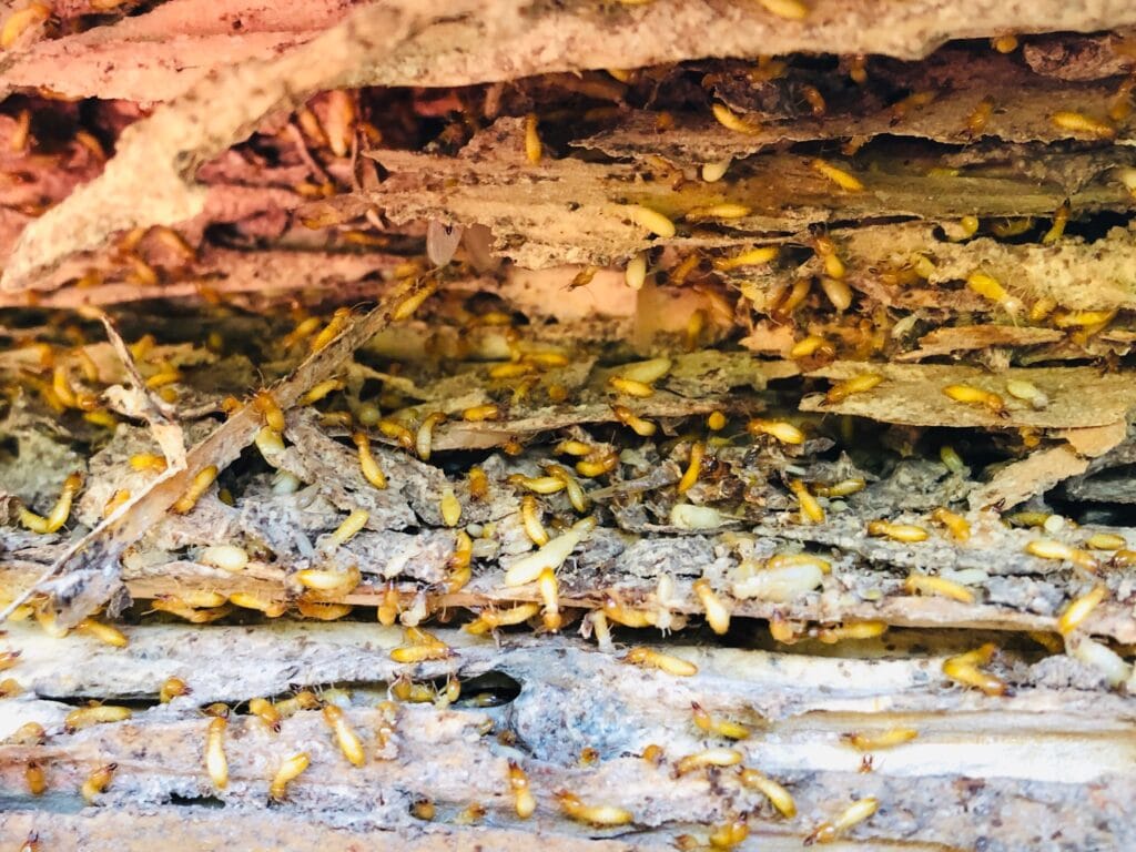 Termites infesting damaged wooden structure