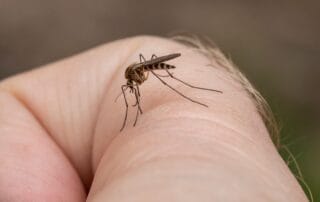 Mosquito biting human finger skin close-up