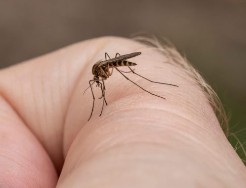 The Hidden Costs of Cheap Mosquito and Pest Control: What Local Companies Won’t Tell You