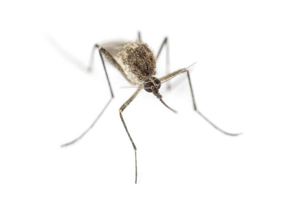 detailed close-up of mosquito on white background
