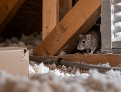 Silent Invaders: How to Detect and Eliminate Rats Before They Take Over